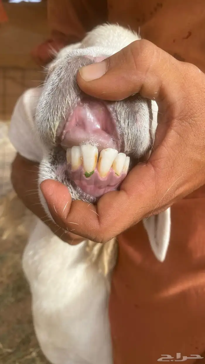 ضان حرية صنف الصنف مقاريب على وشك ولاد تم البيع تم البيع 8