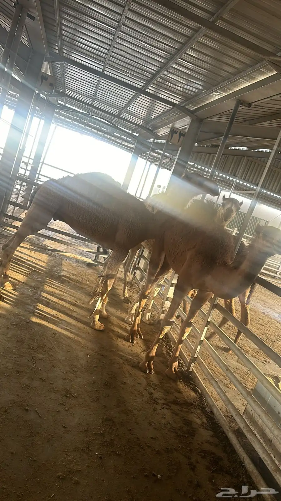 فقار حاشي عرض صغير حوار ب 3400 مع الطبخ 13