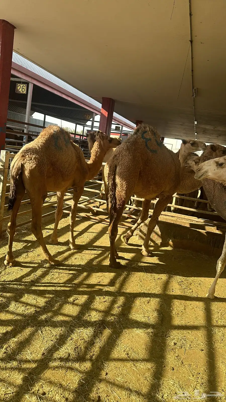 فقار حاشي عرض صغير حوار ب 3400 مع الطبخ 45