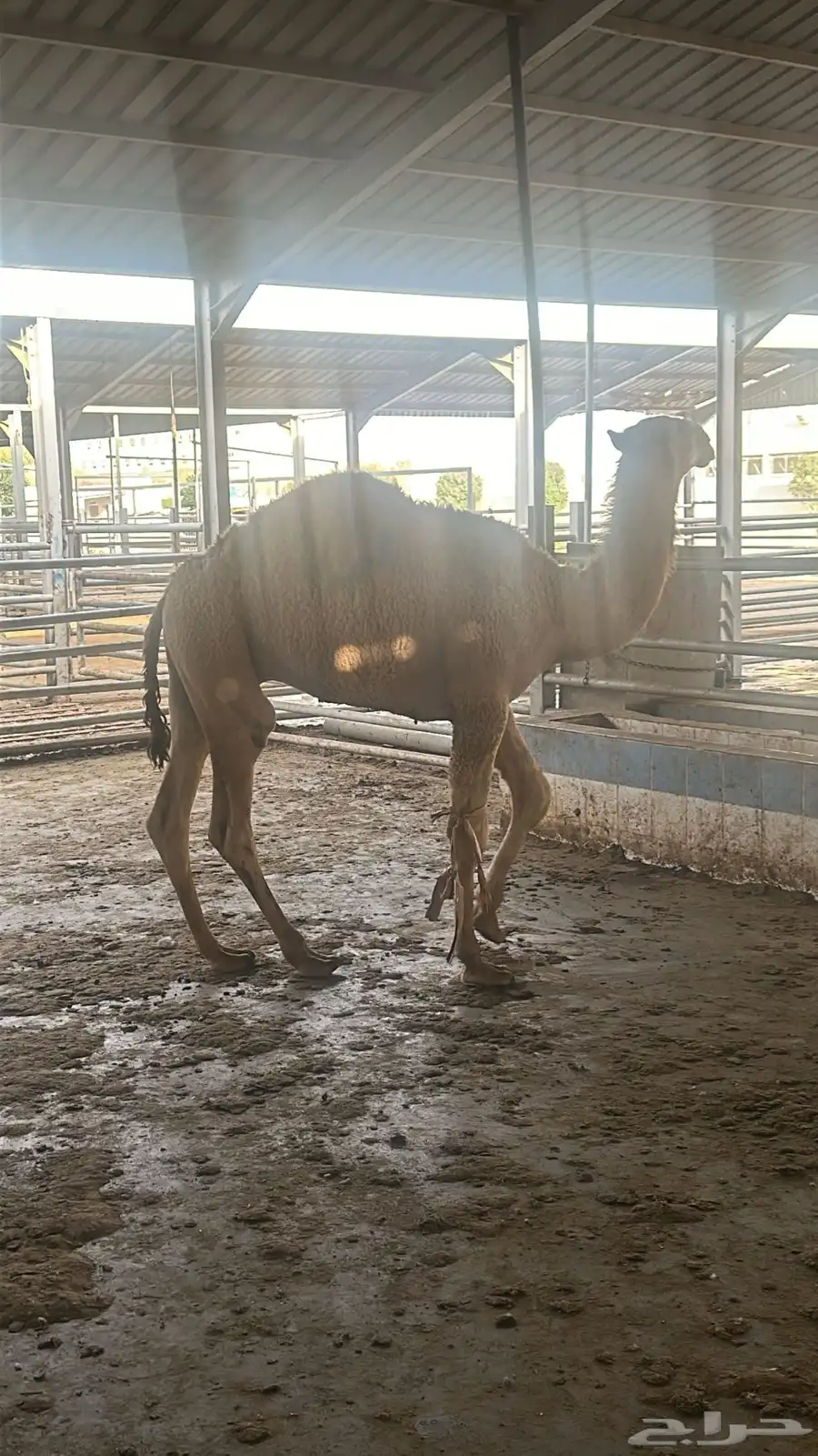 فقار حاشي عرض صغير حوار ب 3400 مع الطبخ 15