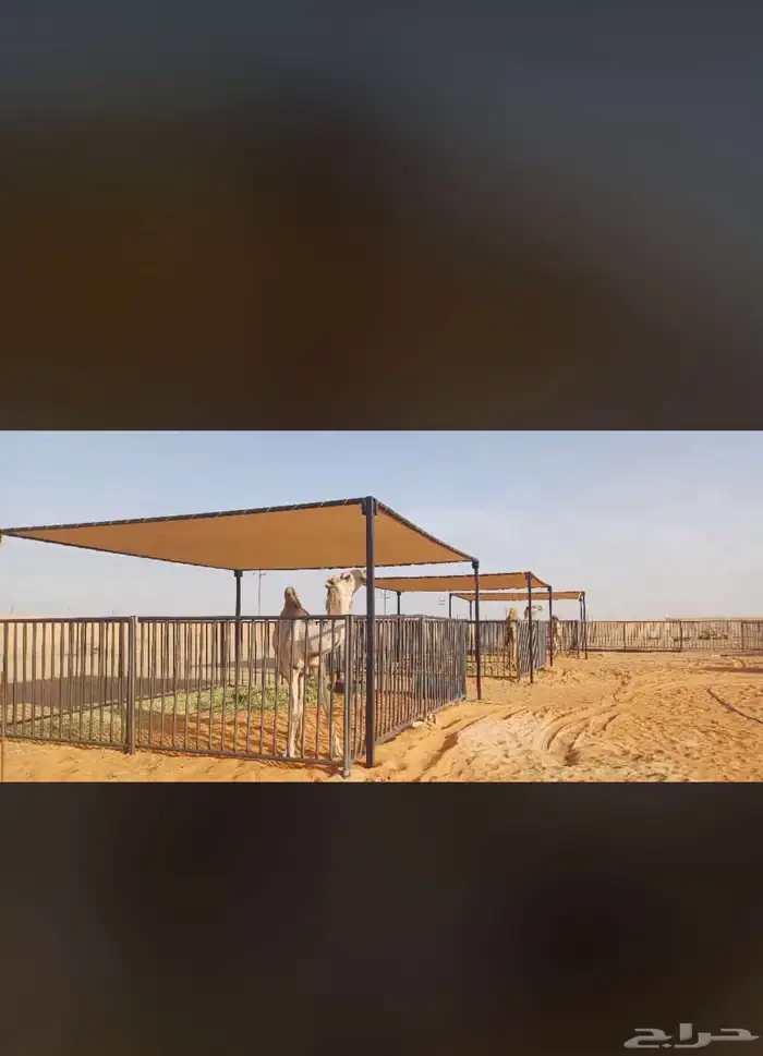 مضلات الآبل مضلت ابل مضلا بل 11