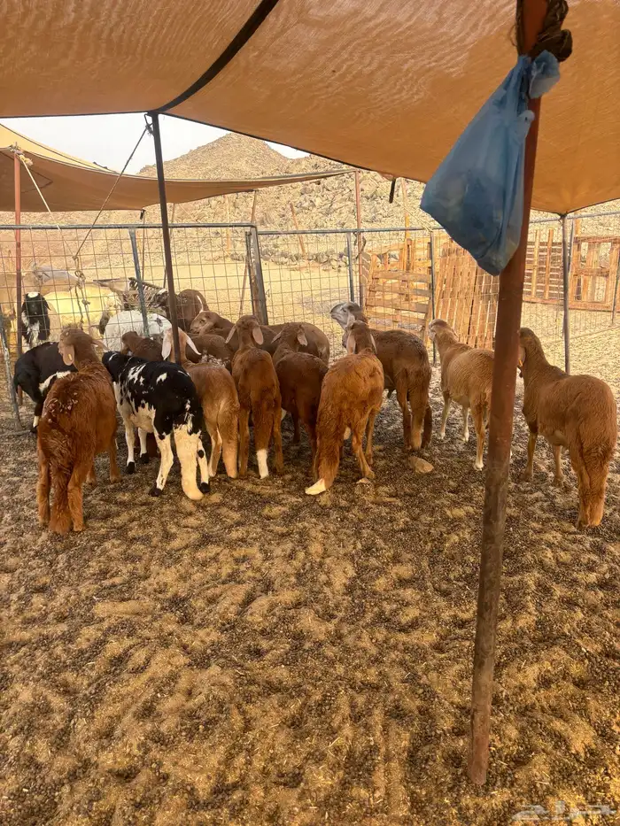 الشميسي طريق الخواجات 0