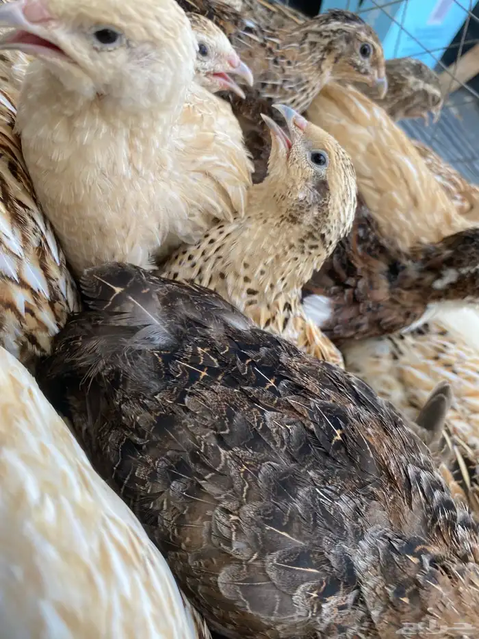 سمان او فري بياض 1