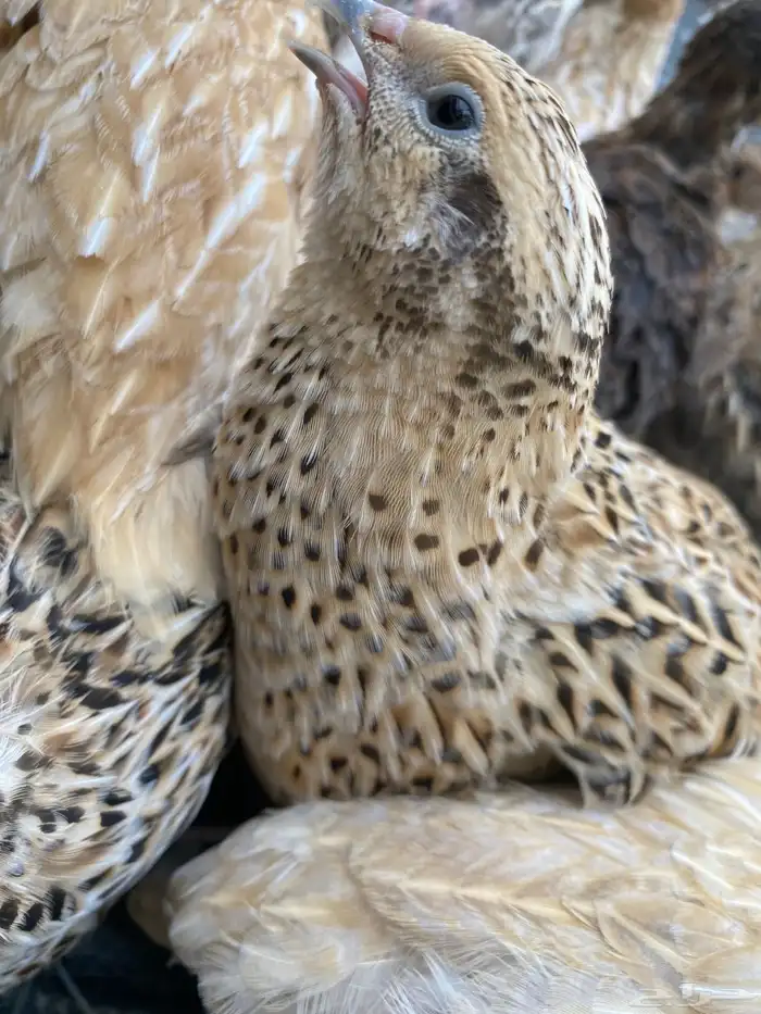 سمان او فري بياض 0
