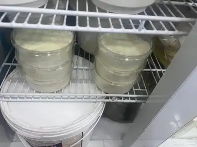 مقدوس نوعين بدنجان فاصوليا لبنه غنم جبن غنم خاثر غنم لبن غن 3