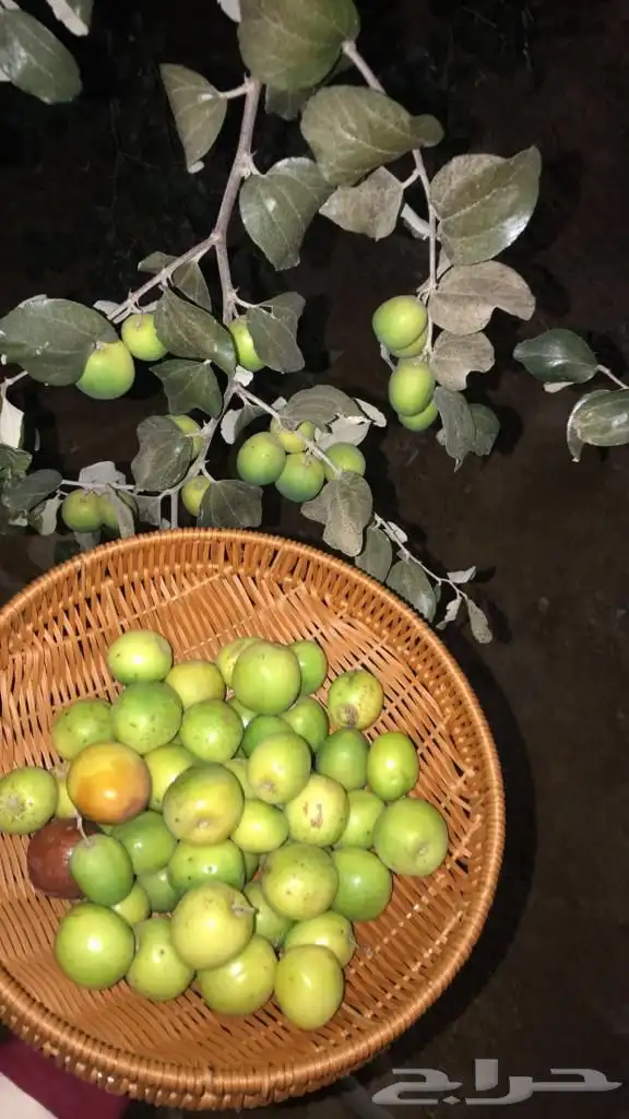 منتجع للايجار عروض ولا احلا 21