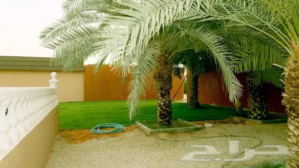 منتجع للايجار عروض 31