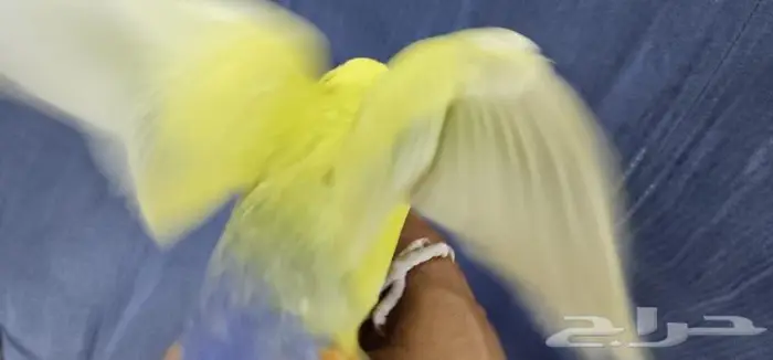 روز اليف وهدد 1