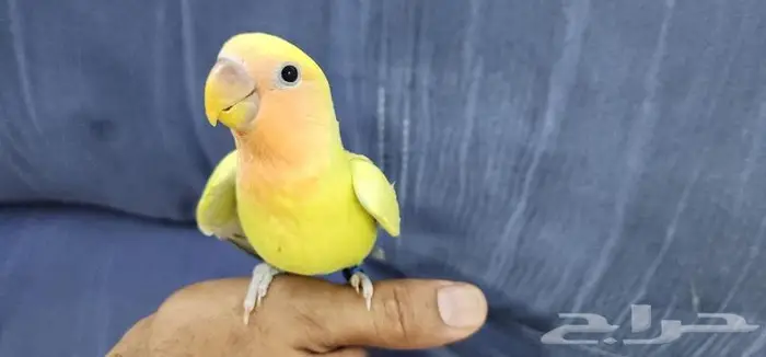روز اليف وهدد 0
