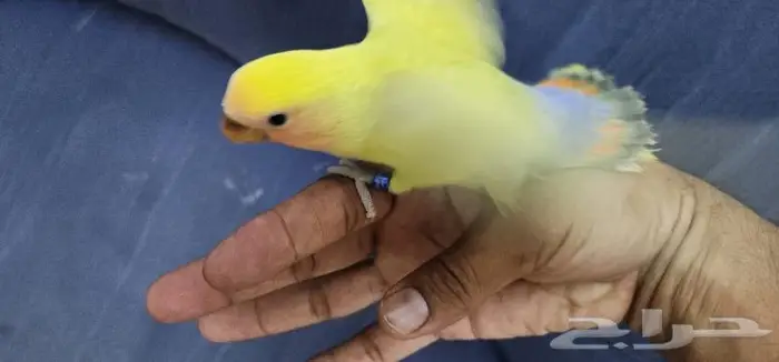 روز اليف وهدد 2