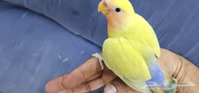 روز اليف وهدد 3
