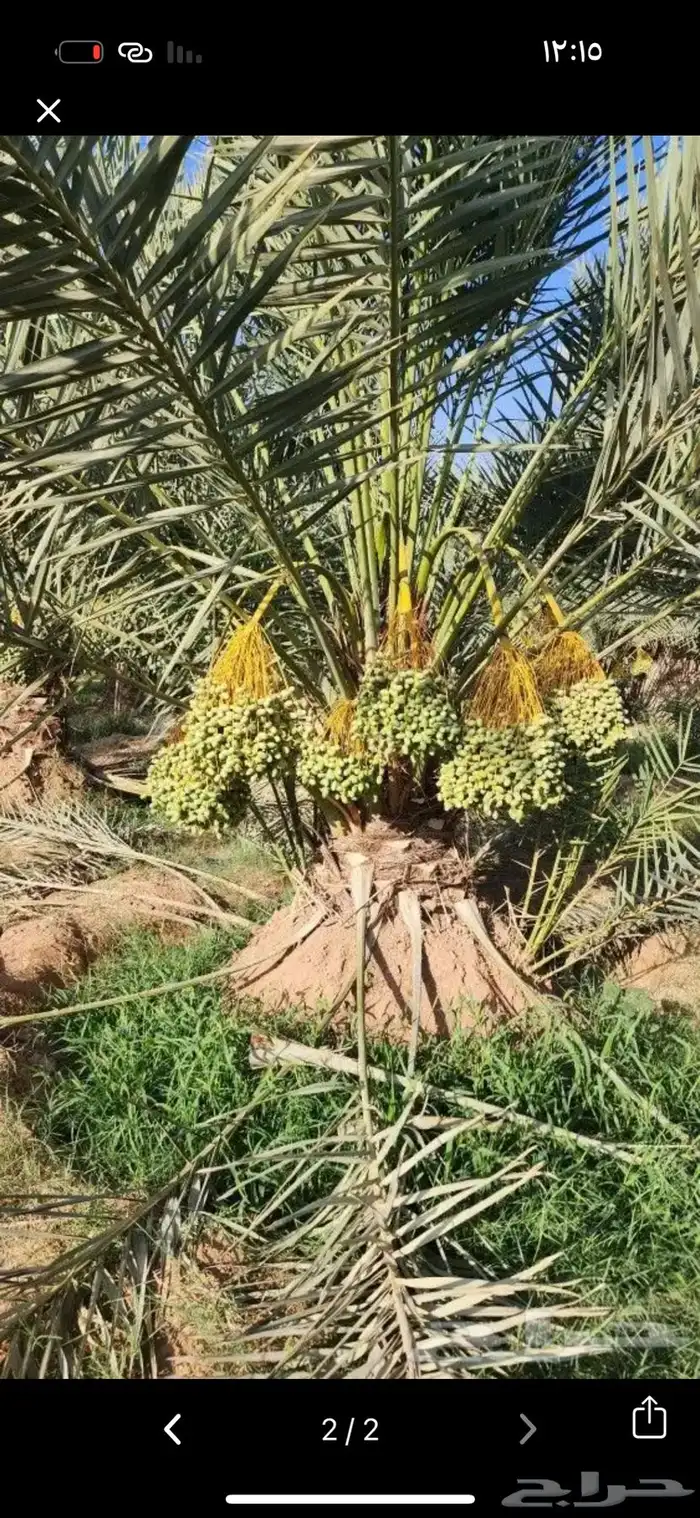 نشتري ثمر انخيل ونستاجرها من يوجد عنده مزرعه تواصل 1