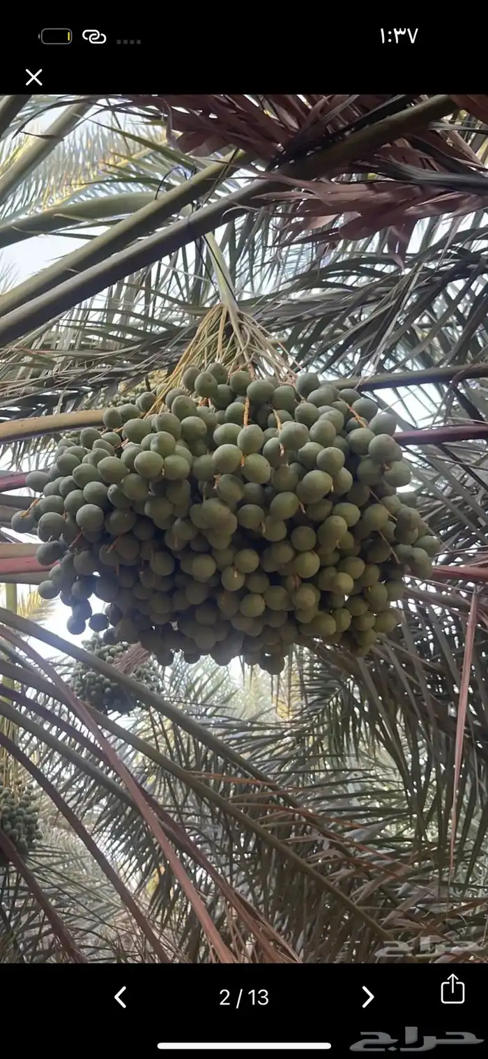 نشتري ثمر انخيل ونستاجرها من يوجد عنده مزرعه تواصل 0