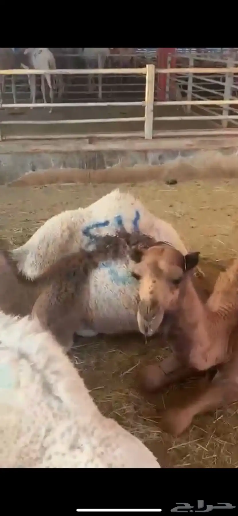 فقار حاشي عرض صغير حوار ب 3400 مع الطبخ 21
