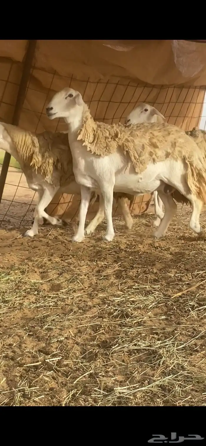 ضان حرية صنف الصنف مقاريب على وشك ولاد تم البيع تم البيع 1