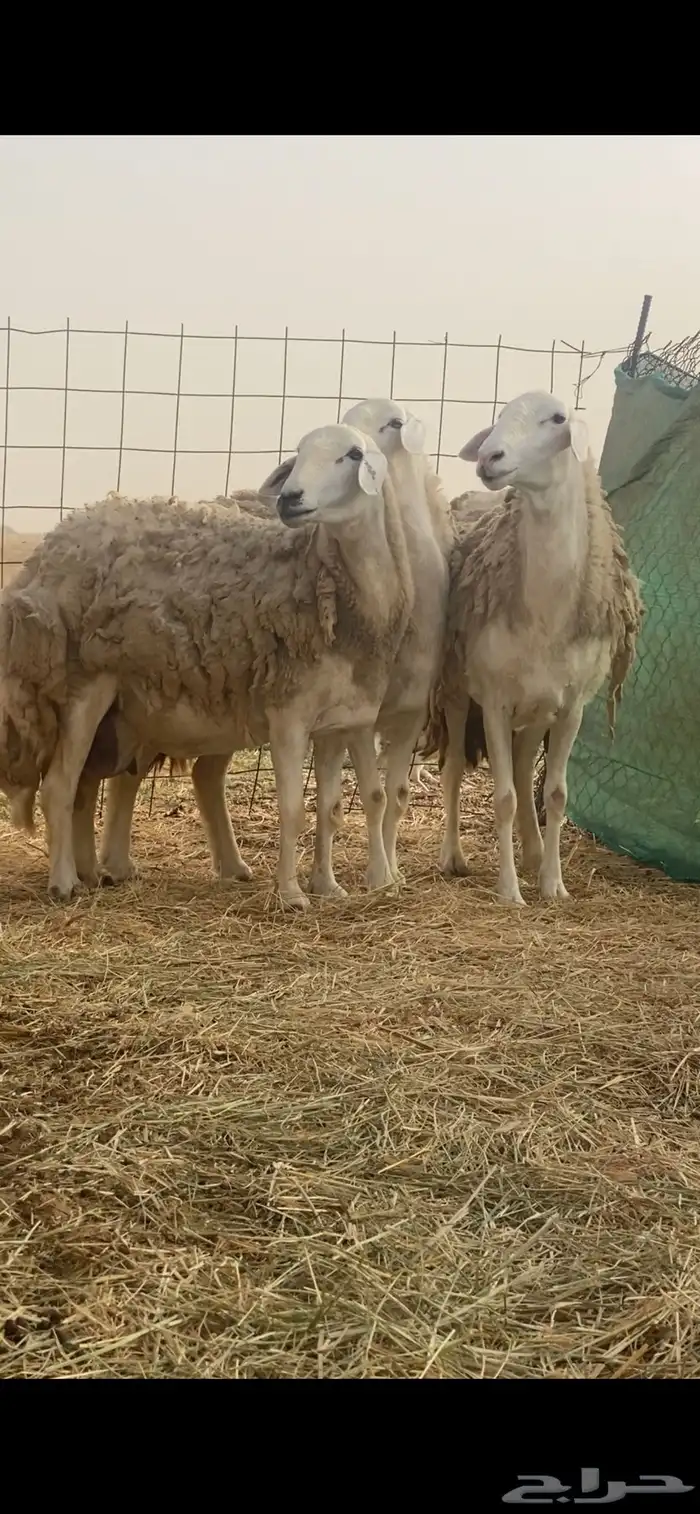 ضان حرية صنف الصنف مقاريب على وشك ولاد تم البيع تم البيع 4