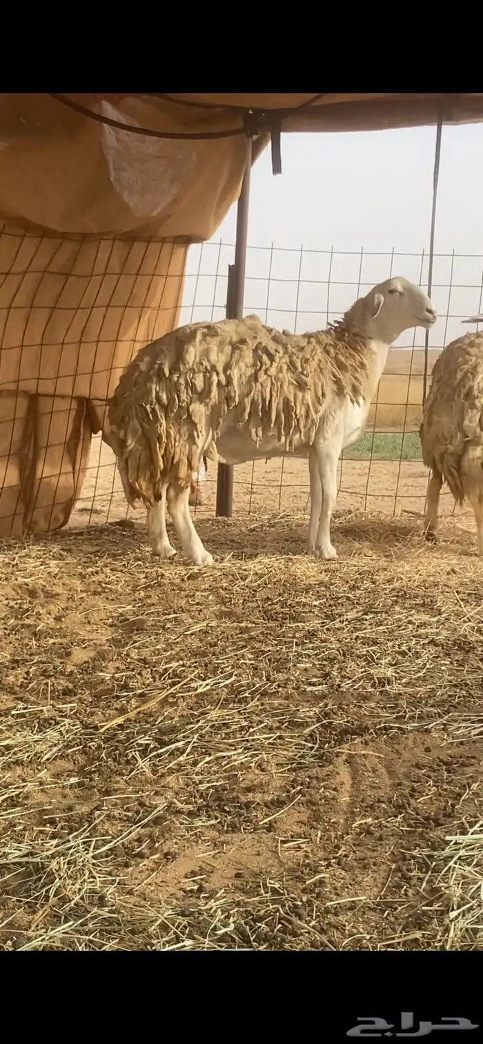 ضان حرية صنف الصنف مقاريب على وشك ولاد تم البيع تم البيع 0