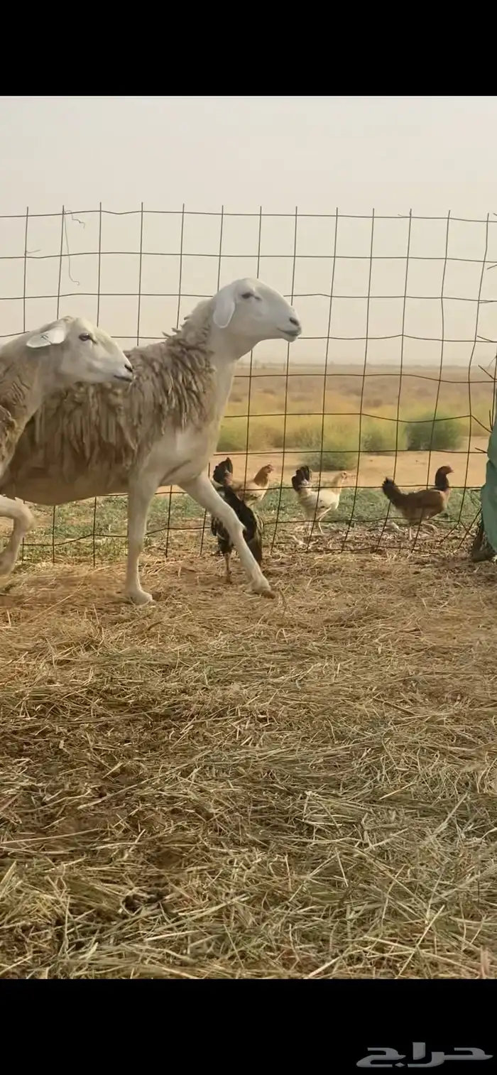 ضان حرية صنف الصنف مقاريب على وشك ولاد تم البيع تم البيع 3