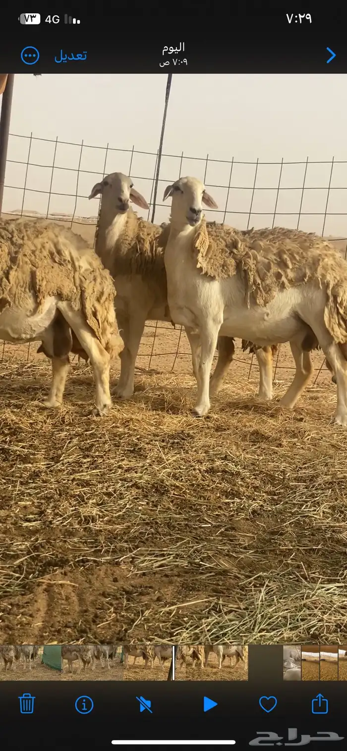 ضان حرية صنف الصنف مقاريب على وشك ولاد تم البيع تم البيع 5