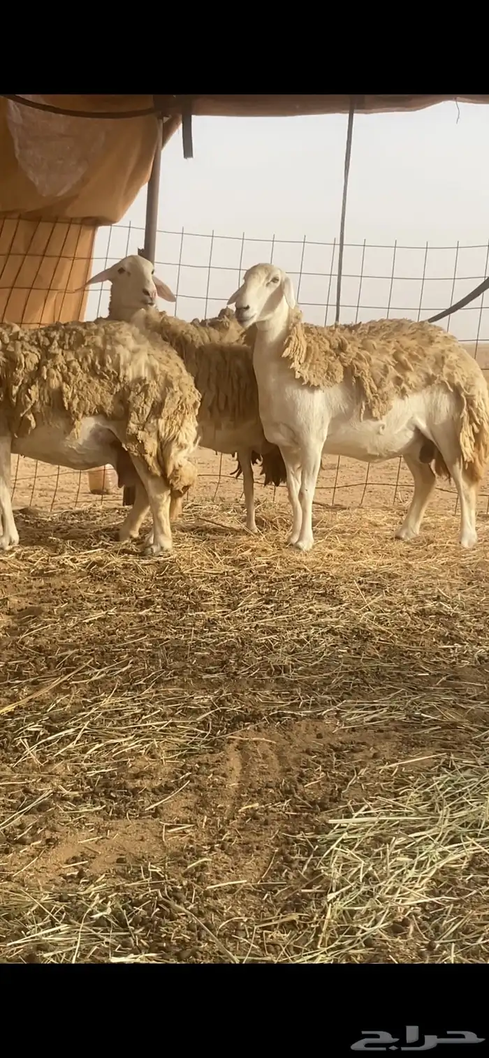 ضان حرية صنف الصنف مقاريب على وشك ولاد تم البيع تم البيع 2