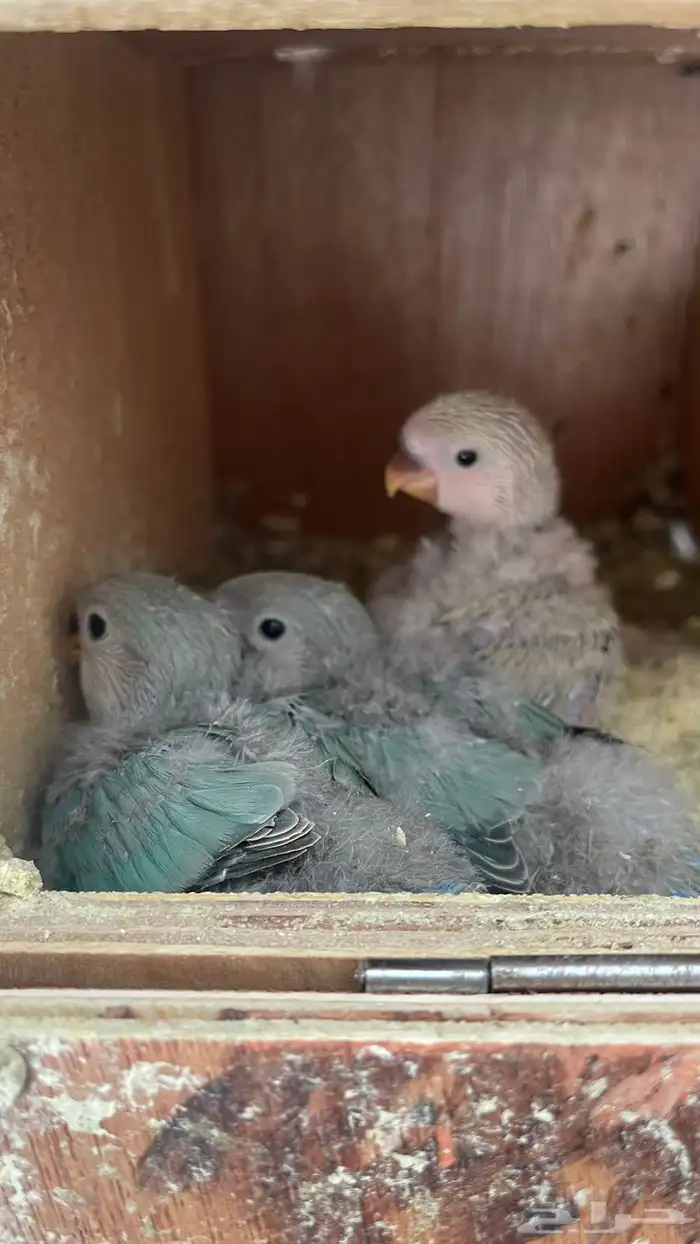 فروخ الروز بسعر جملة 1