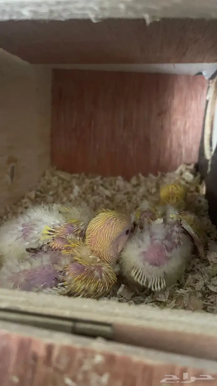 فروخ الروز بسعر جملة 2