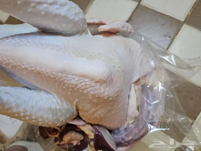 رومي ديك ذبح طازج عند.الطلب 0