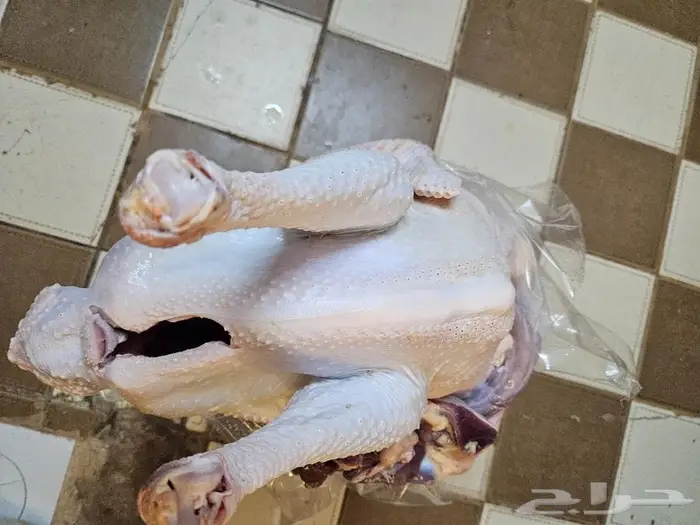 رومي ديك ذبح طازج عند.الطلب 1