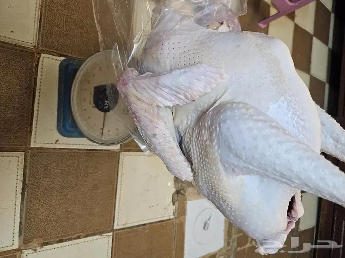 رومي ديك ذبح طازج عند.الطلب 4
