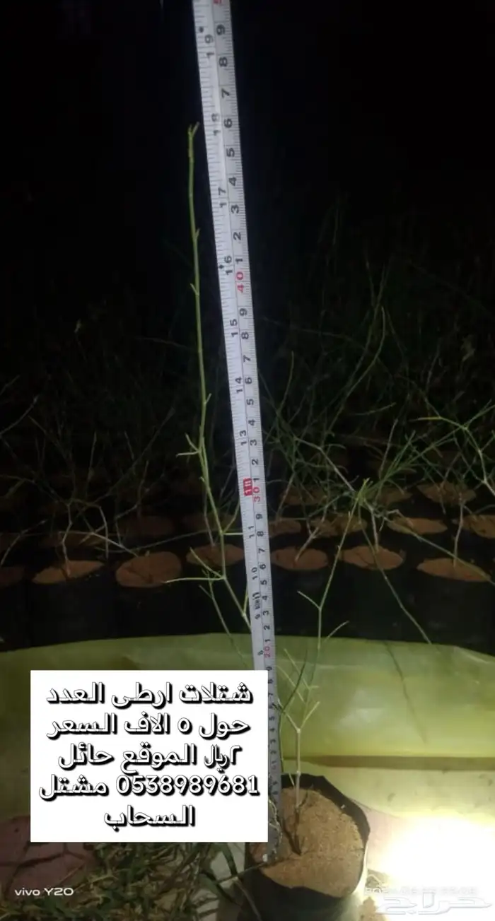 طلح نجدي وارطى 1