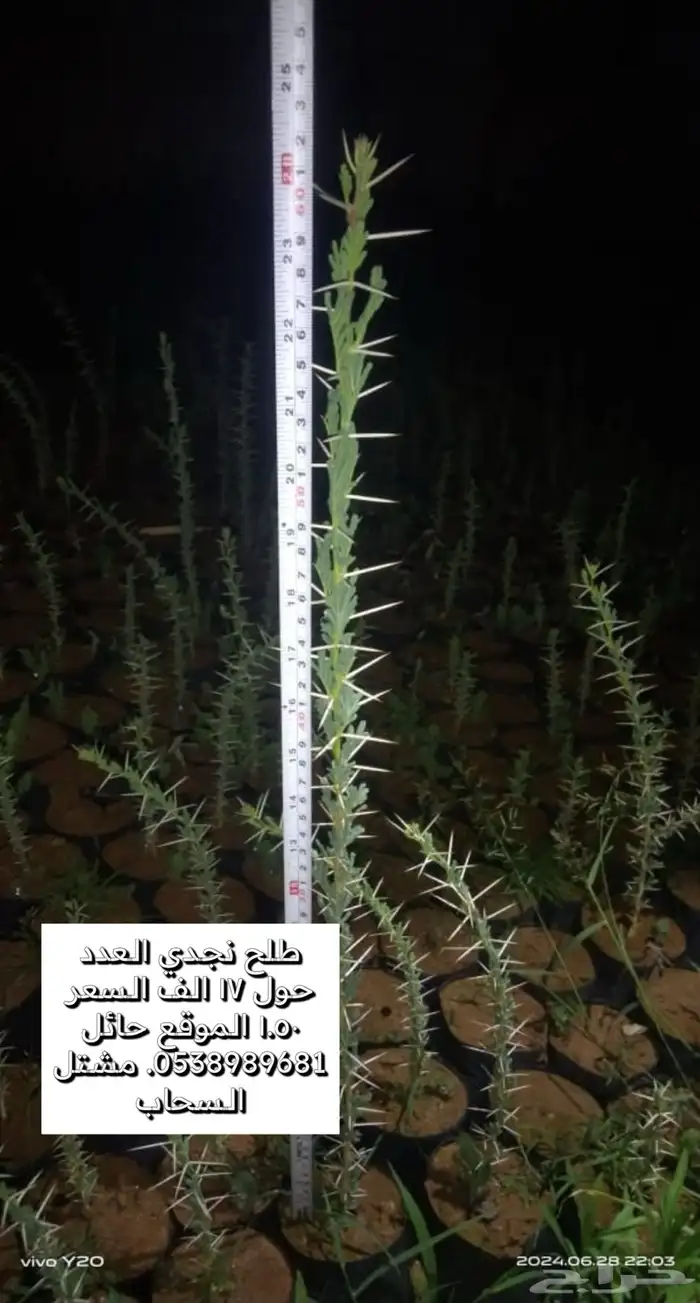 طلح نجدي وارطى 0