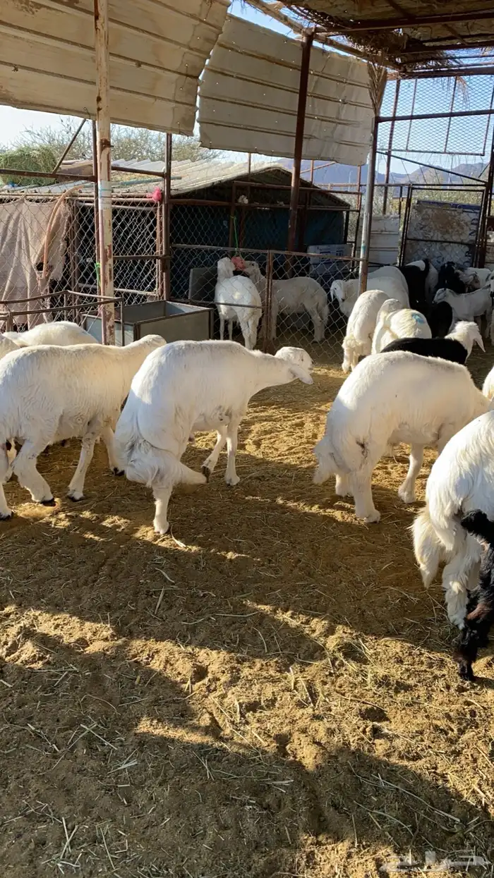 ذبايح نجران 4