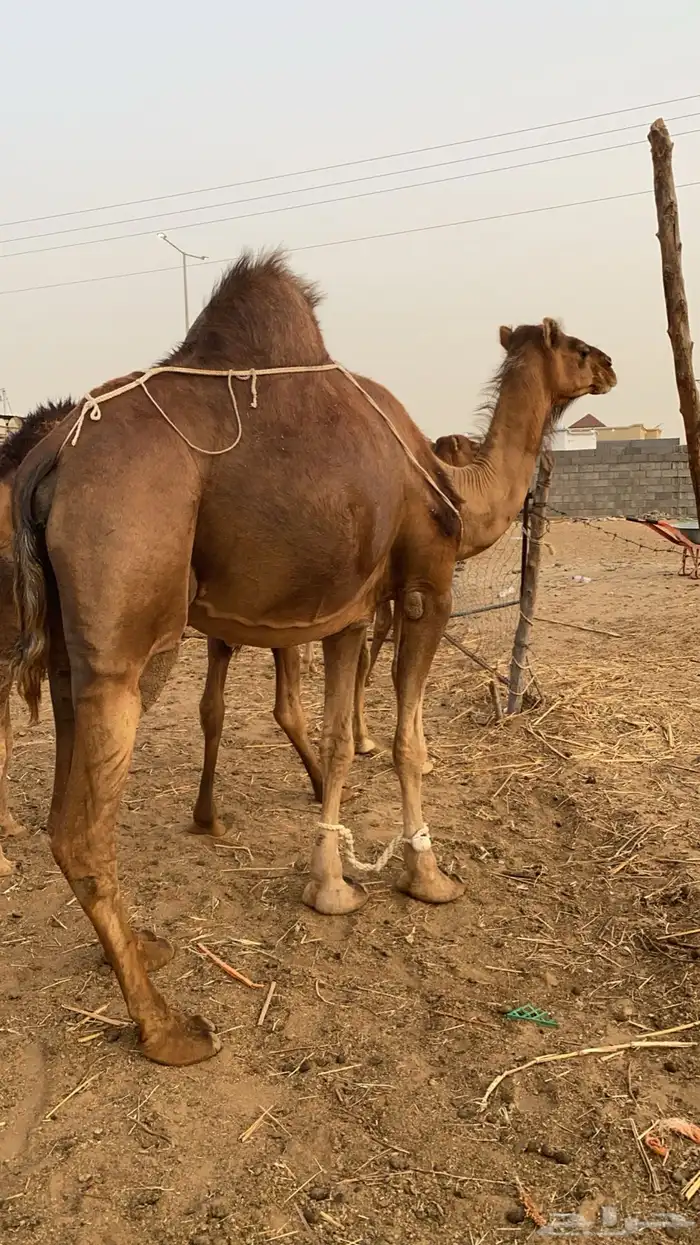 خلفه ساحليه حمرا( تم البيع ) 1