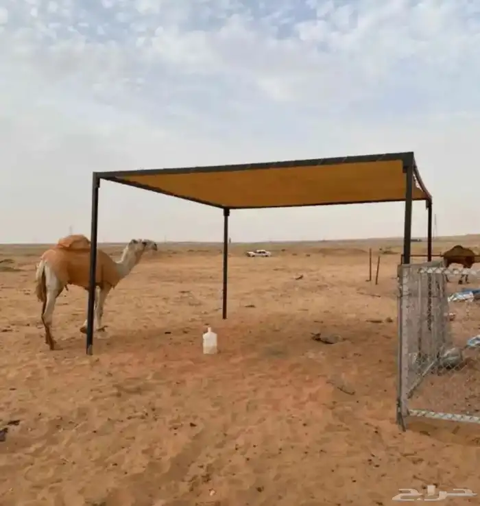 مضلات بل  مضلات سياره 2