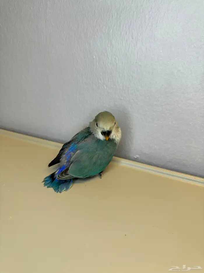 للبيع فرخ روز اليف 1