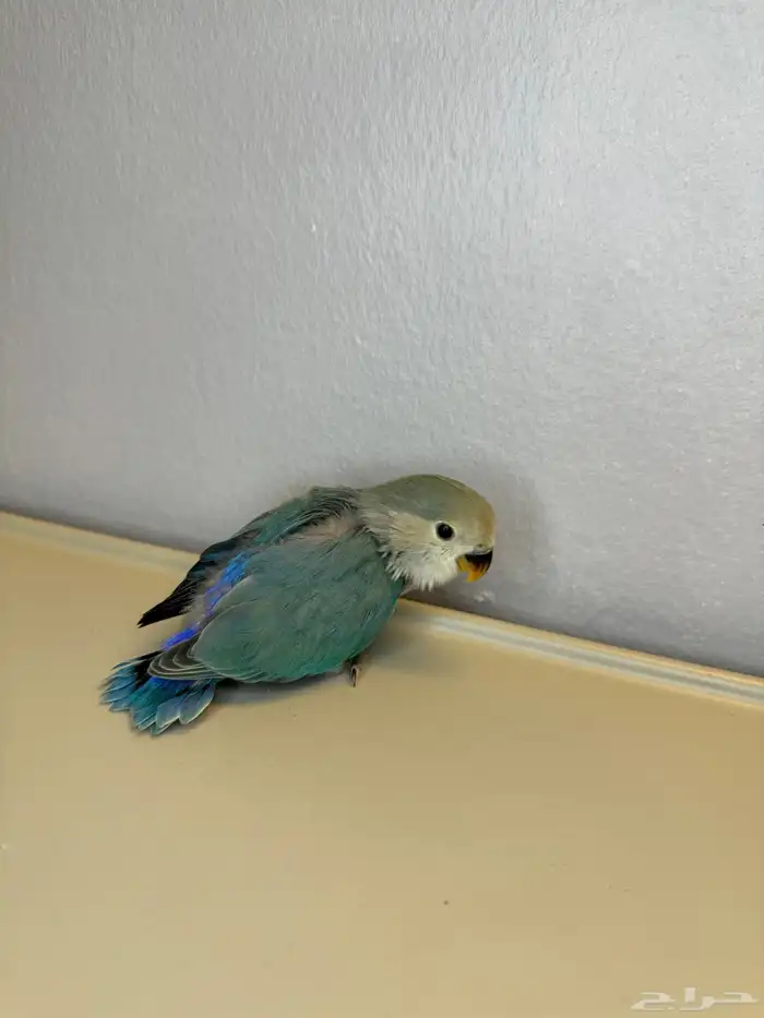 للبيع فرخ روز اليف 0