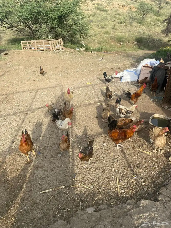 بيض دجاج بلدي مخصب البيع مستعجل 0