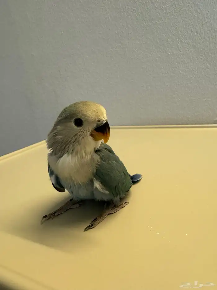 للبيع فرخ روز اليف 4