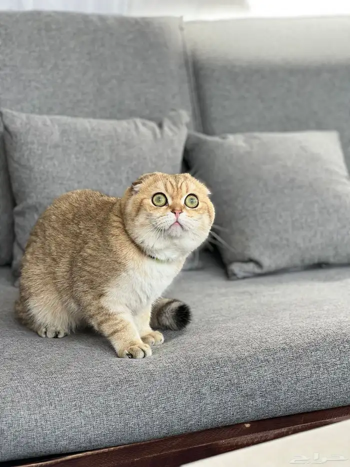 سكوتش تربل فولد بيور للتزاوج الاحساء 3