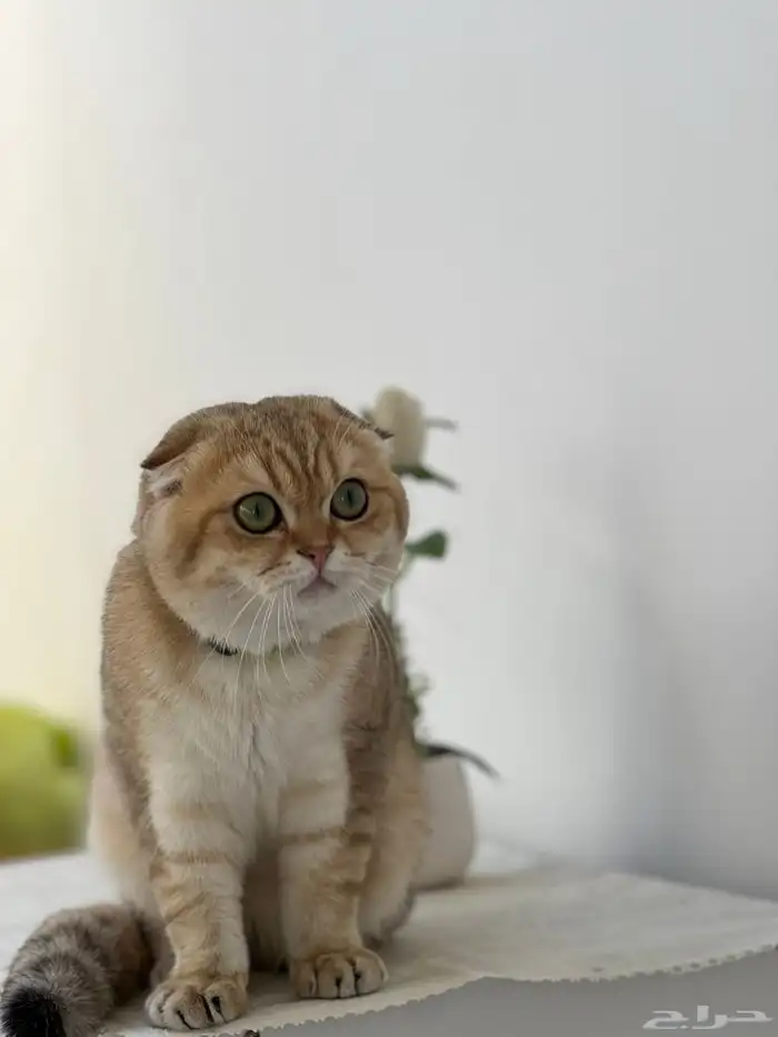 سكوتش تربل فولد بيور للتزاوج الاحساء 2