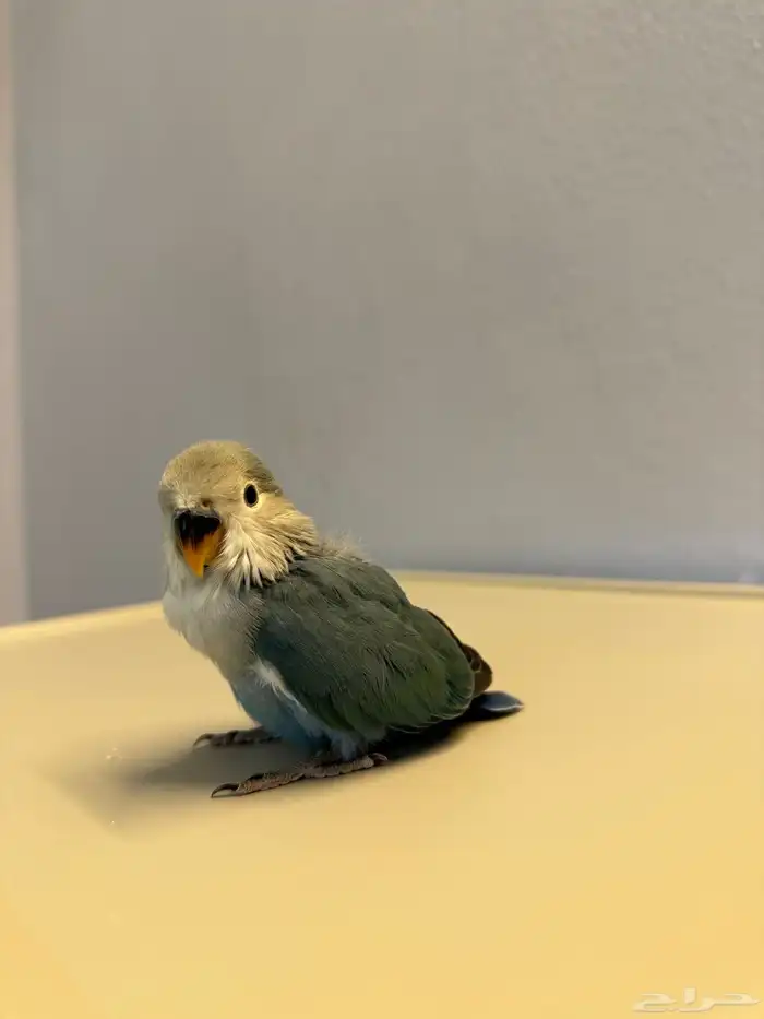 للبيع فرخ روز اليف 5