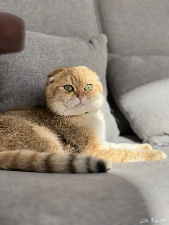 سكوتش تربل فولد بيور للتزاوج الاحساء 1