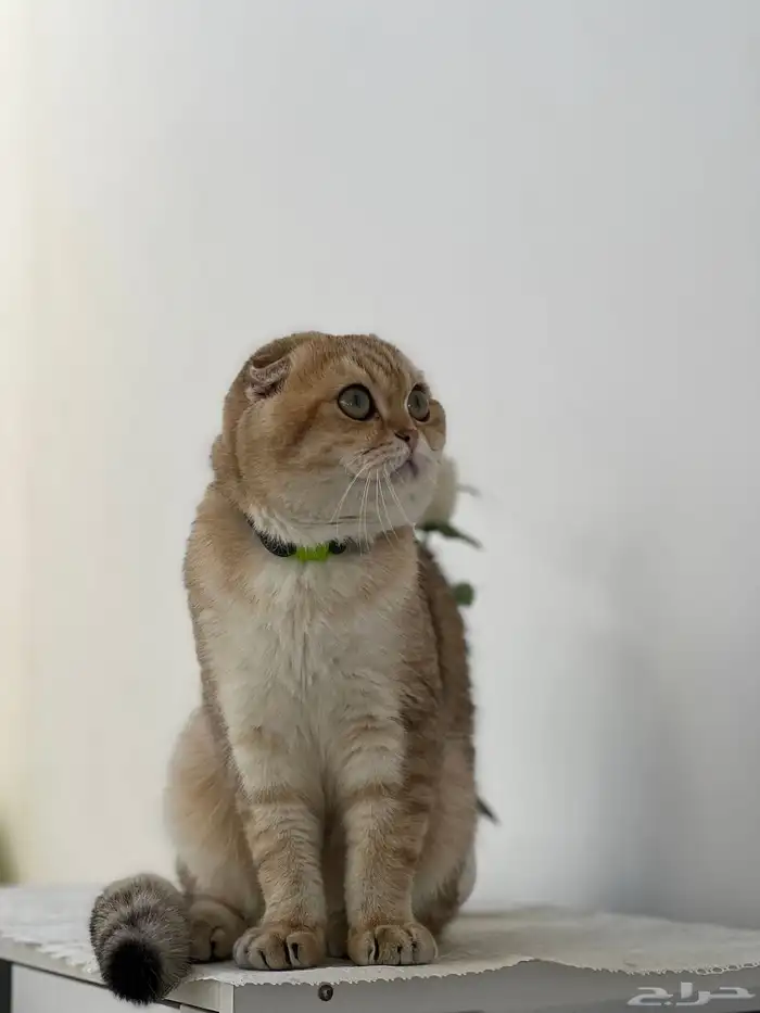 سكوتش تربل فولد بيور للتزاوج الاحساء 0