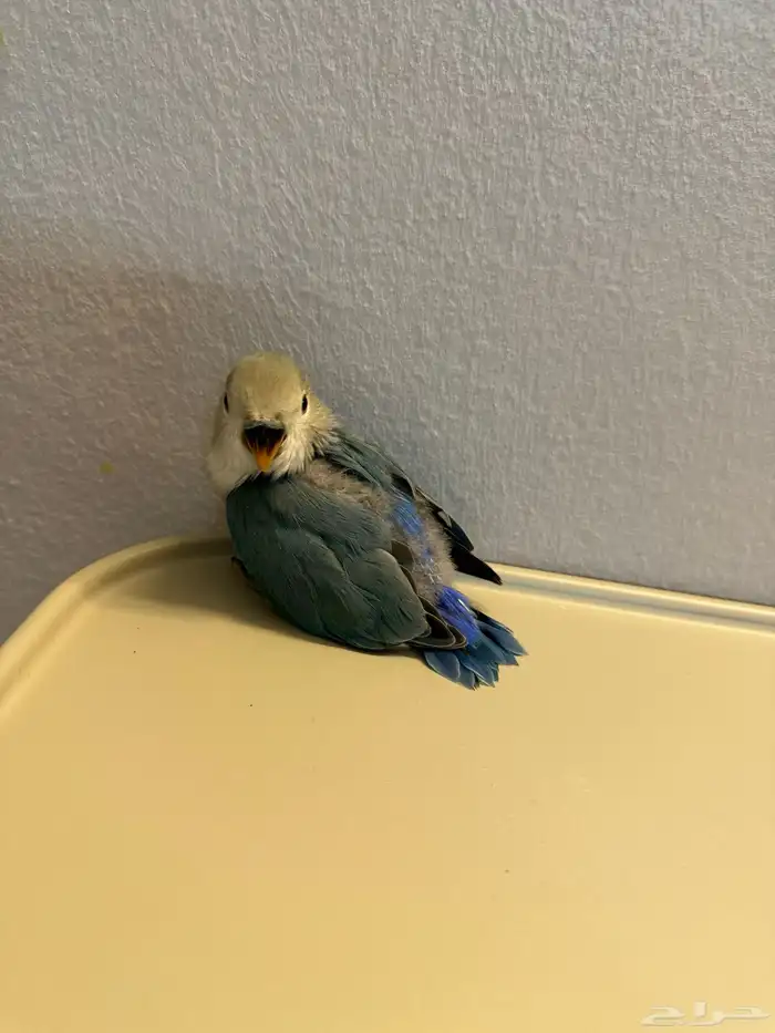 للبيع فرخ روز اليف 3