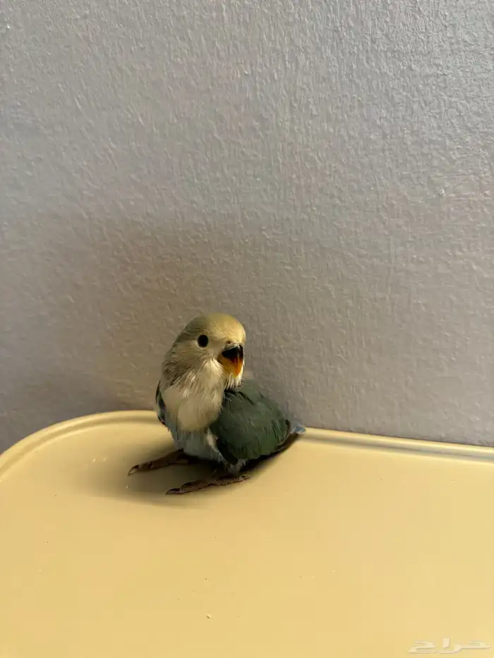 للبيع فرخ روز اليف 2