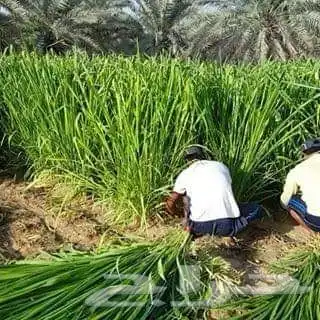 شتلات بونيكام اسباني المنطقة الشرقية النعيرية حول الصرار 2