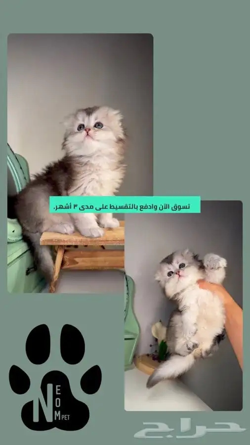 سكوتش فولد ستريت لونق هير بيور قولد انثى ذكر قطط الرياض قطه 1