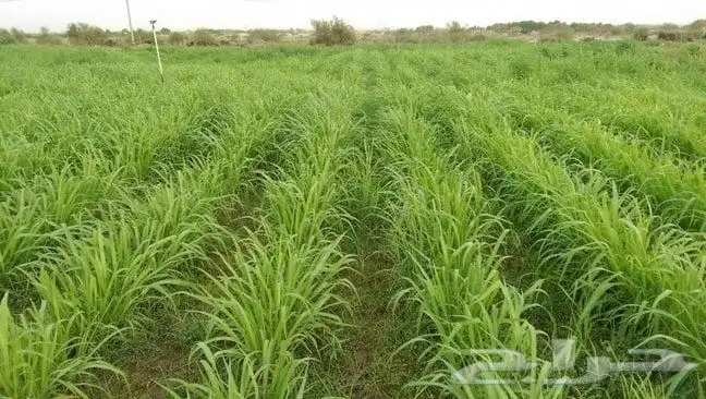 شتلات بونيكام اسباني المنطقة الشرقية النعيرية حول الصرار 1