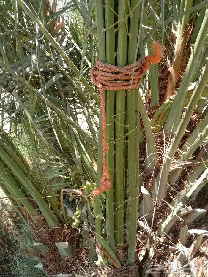 نخل عربي وشنطني 0