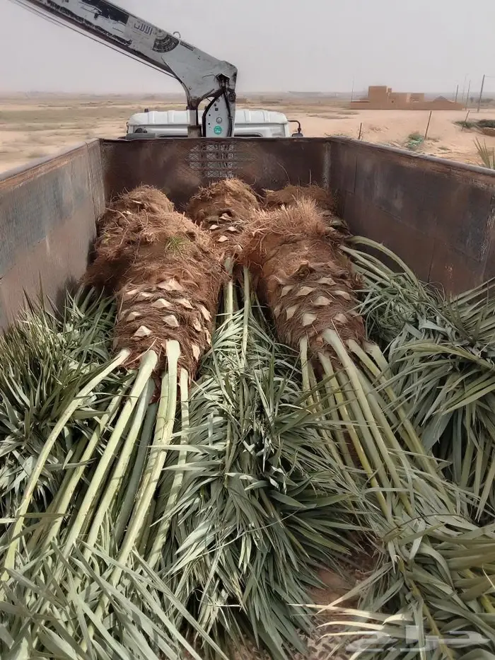 نخل عربي وشنطني 1